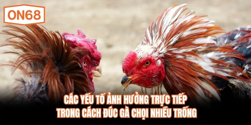 Các yếu tố ảnh hưởng trực tiếp trong cách đúc gà chọi nhiều trống