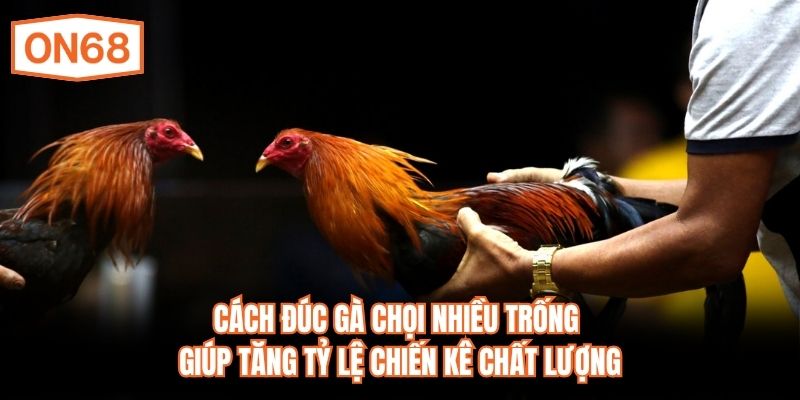 Cách đúc gà chọi nhiều trống giúp tăng tỷ lệ chiến kê chất lượng