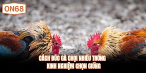 Cách Đúc Gà Chọi Nhiều Trống