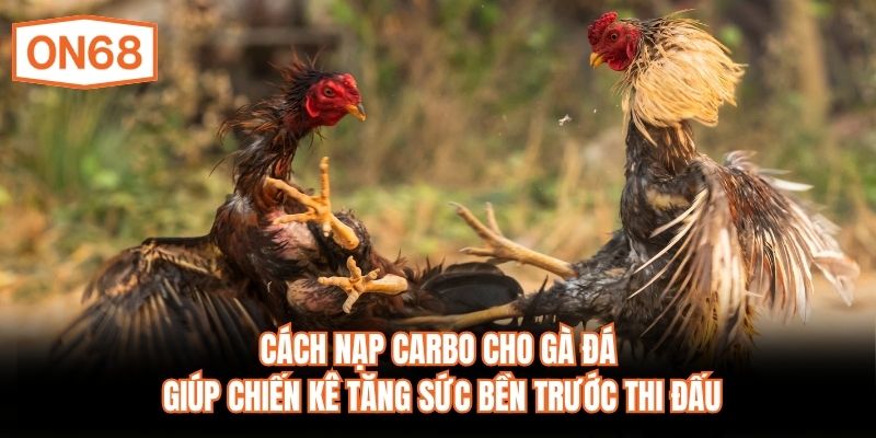Cách nạp carbo cho gà đá giúp chiến kê tăng sức bền trước thi đấu
