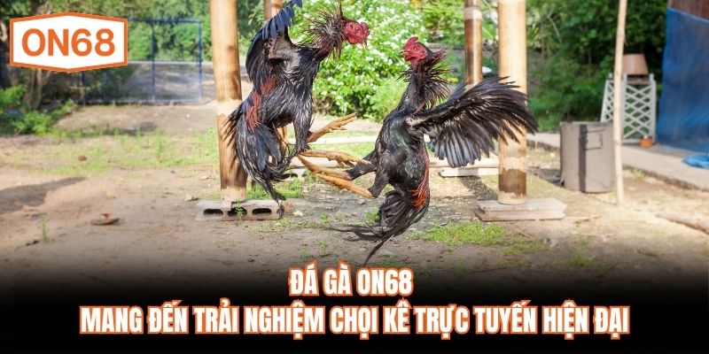 Đá gà ON68 mang đến trải nghiệm chọi kê trực tuyến hiện đại