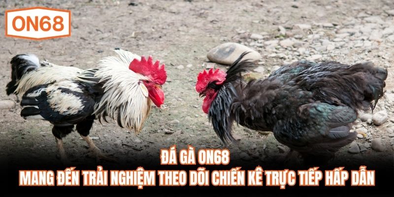 Đá gà ON68 mang đến trải nghiệm theo dõi chiến kê trực tiếp hấp dẫn