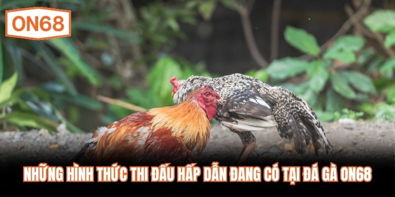 Những hình thức thi đấu hấp dẫn đang có tại đá gà ON68