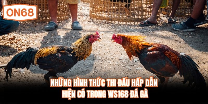 Những hình thức thi đấu hấp dẫn hiện có trong WS168 đá gà