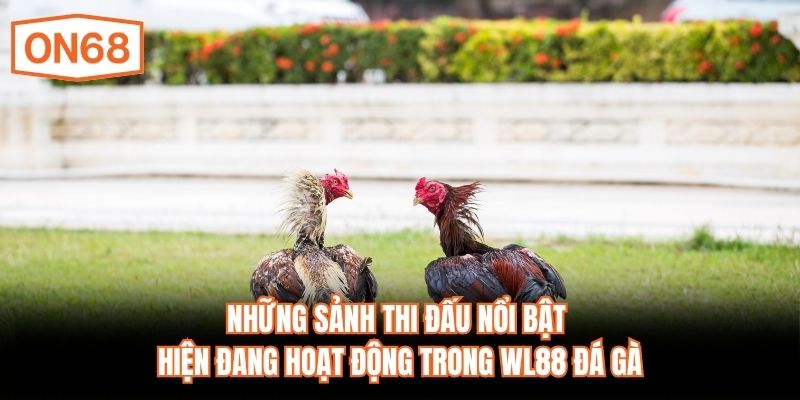 Những sảnh thi đấu nổi bật hiện đang hoạt động trong WL88 đá gà