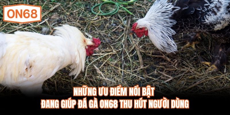 Những ưu điểm nổi bật đang giúp đá gà ON68 thu hút người dùng