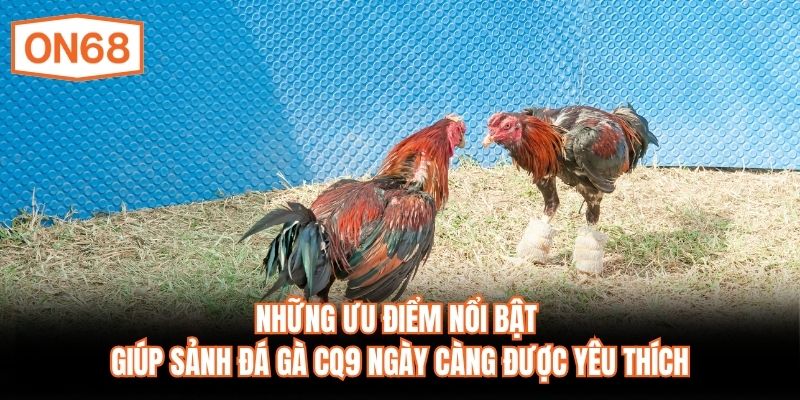 Những ưu điểm nổi bật giúp sảnh đá gà CQ9 ngày càng được yêu thích