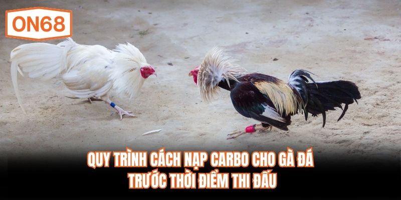 Quy trình cách nạp carbo cho gà đá trước thời điểm thi đấu