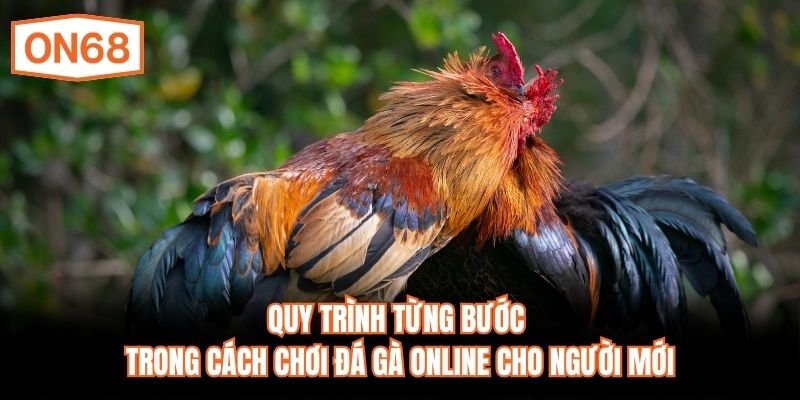 Quy trình từng bước trong cách chơi đá gà online cho người mới
