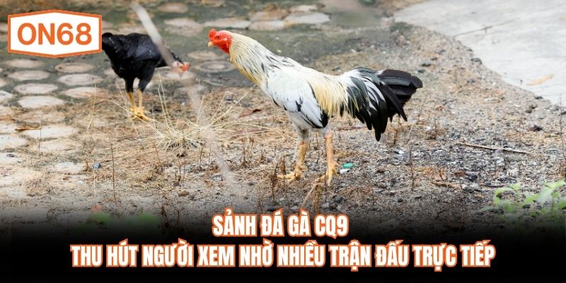 Sảnh đá gà CQ9 thu hút người xem nhờ nhiều trận đấu trực tiếp