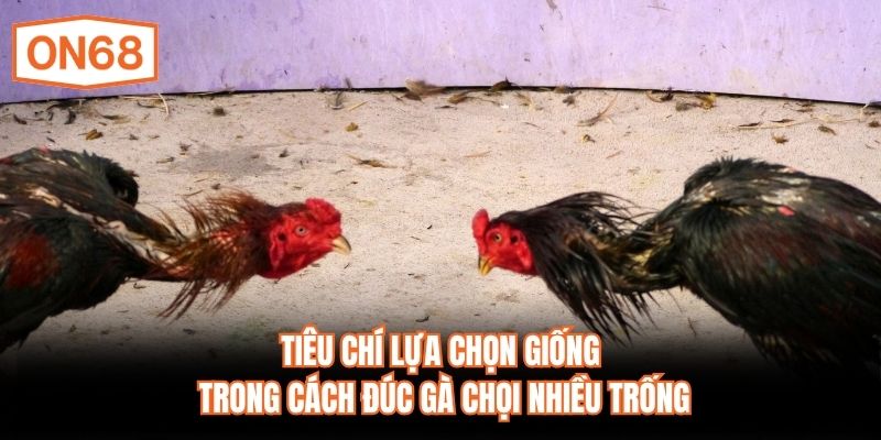 Tiêu chí lựa chọn giống trong cách đúc gà chọi nhiều trống