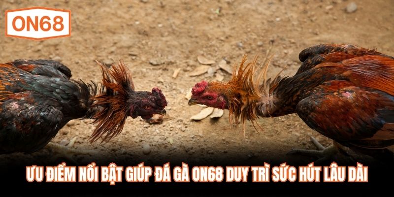 Ưu điểm nổi bật giúp đá gà ON68 duy trì sức hút lâu dài