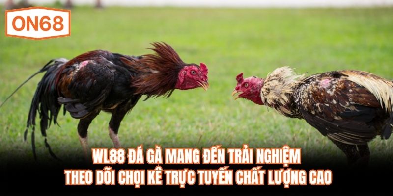 WL88 đá gà mang đến trải nghiệm theo dõi chọi kê trực tuyến chất lượng cao