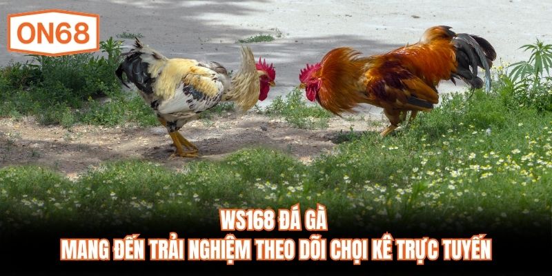 WS168 đá gà mang đến trải nghiệm theo dõi chọi kê trực tuyến